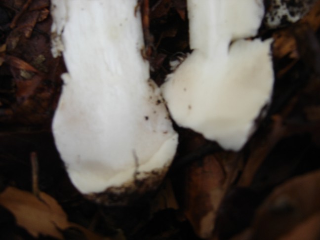 Un paio di funghi da determinare